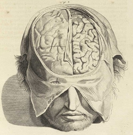 drawing of human brain from Govard Bidloo's Dutch anatomical atlas, Ontleding des menschelyken lichaams