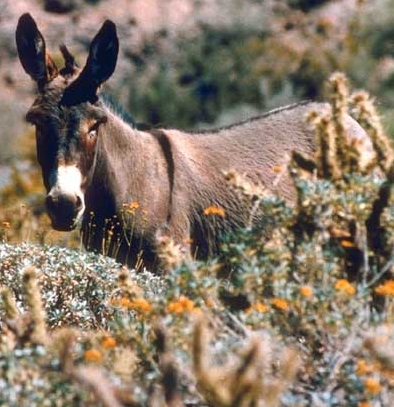 burro color jpg photo