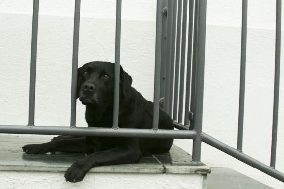 Photo of a Dog Looking Through Bars.