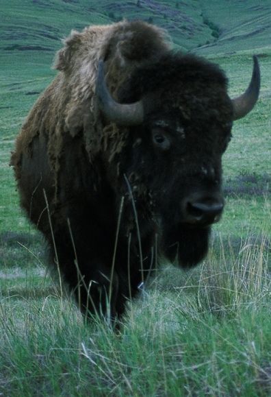 buffalo photo color jpg