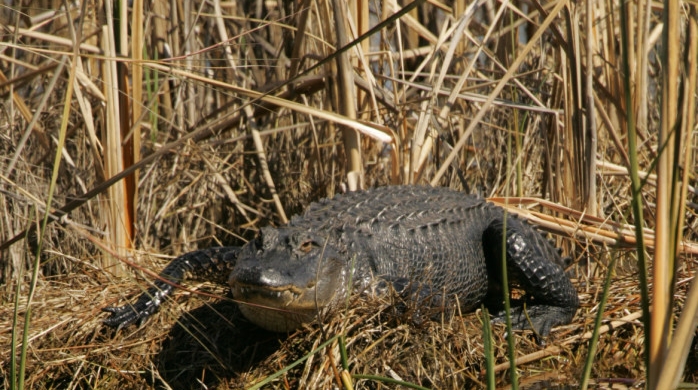 Alligator on the bank of pond at St. Marks National Wildlife Refuge 