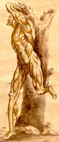 Adult, Male Musculature
