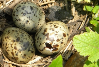 3 Tern Eggs In A Nest, Great Gull Island