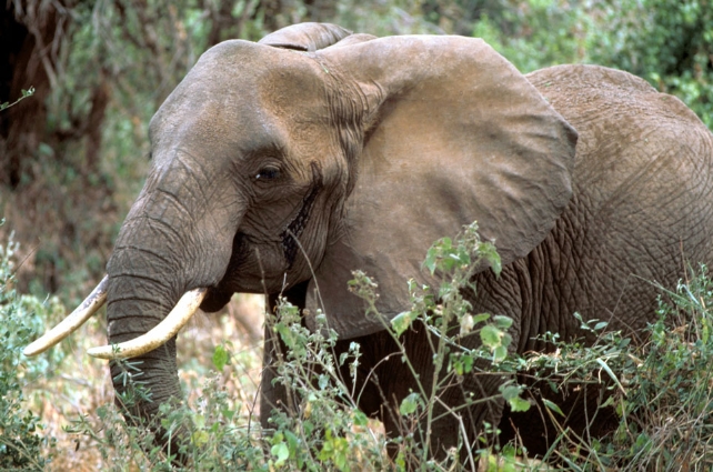 Elephant, Republican Symbol