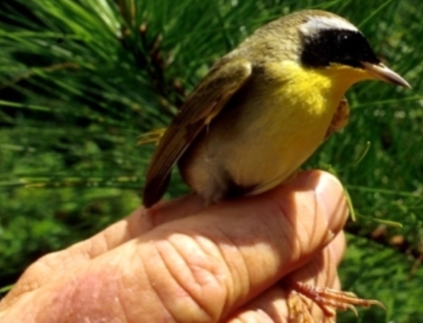 Common Yellowthroat color photo