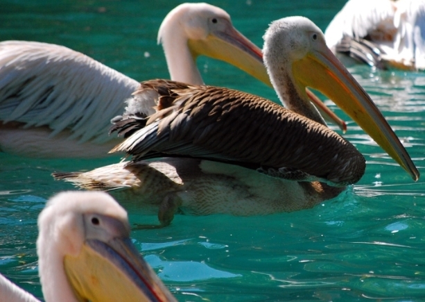 Color Photo of Pelicans